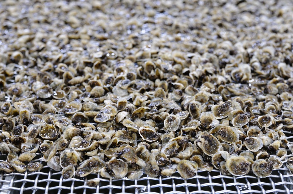 jeune culture d'huîtres en Vendée